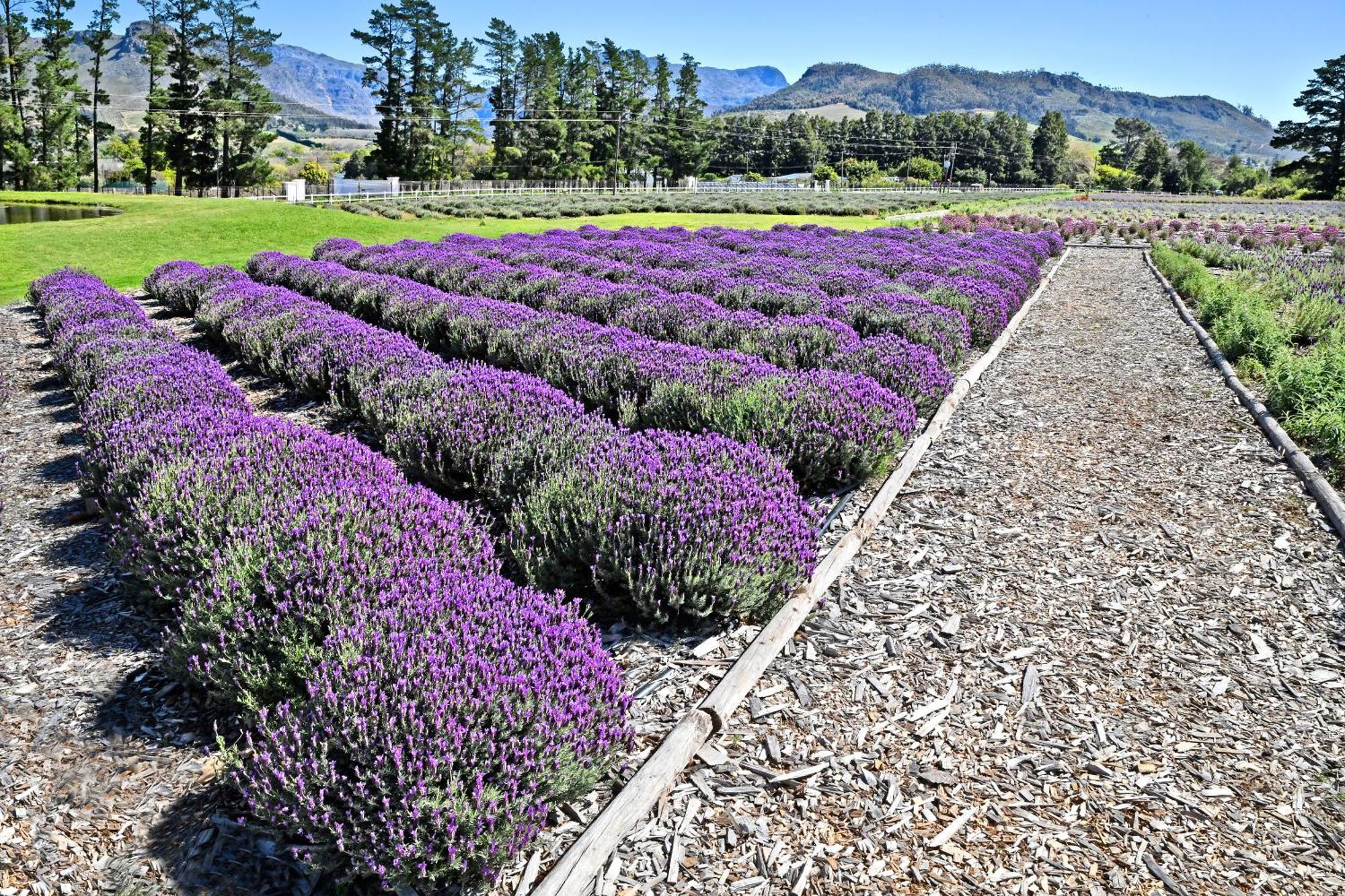 Lavender Farm Boutique Guest House 프란쉬후크 외부 사진