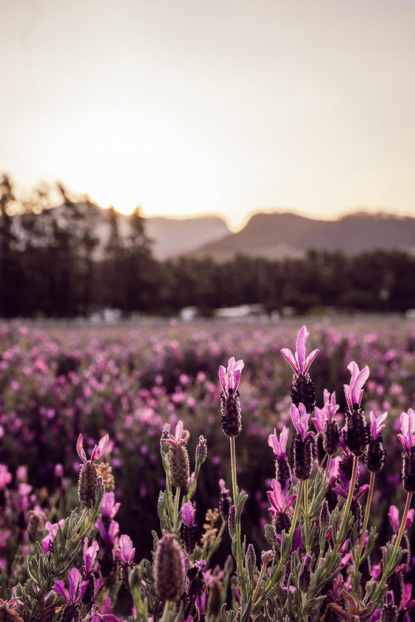 Lavender Farm Boutique Guest House 프란쉬후크 외부 사진