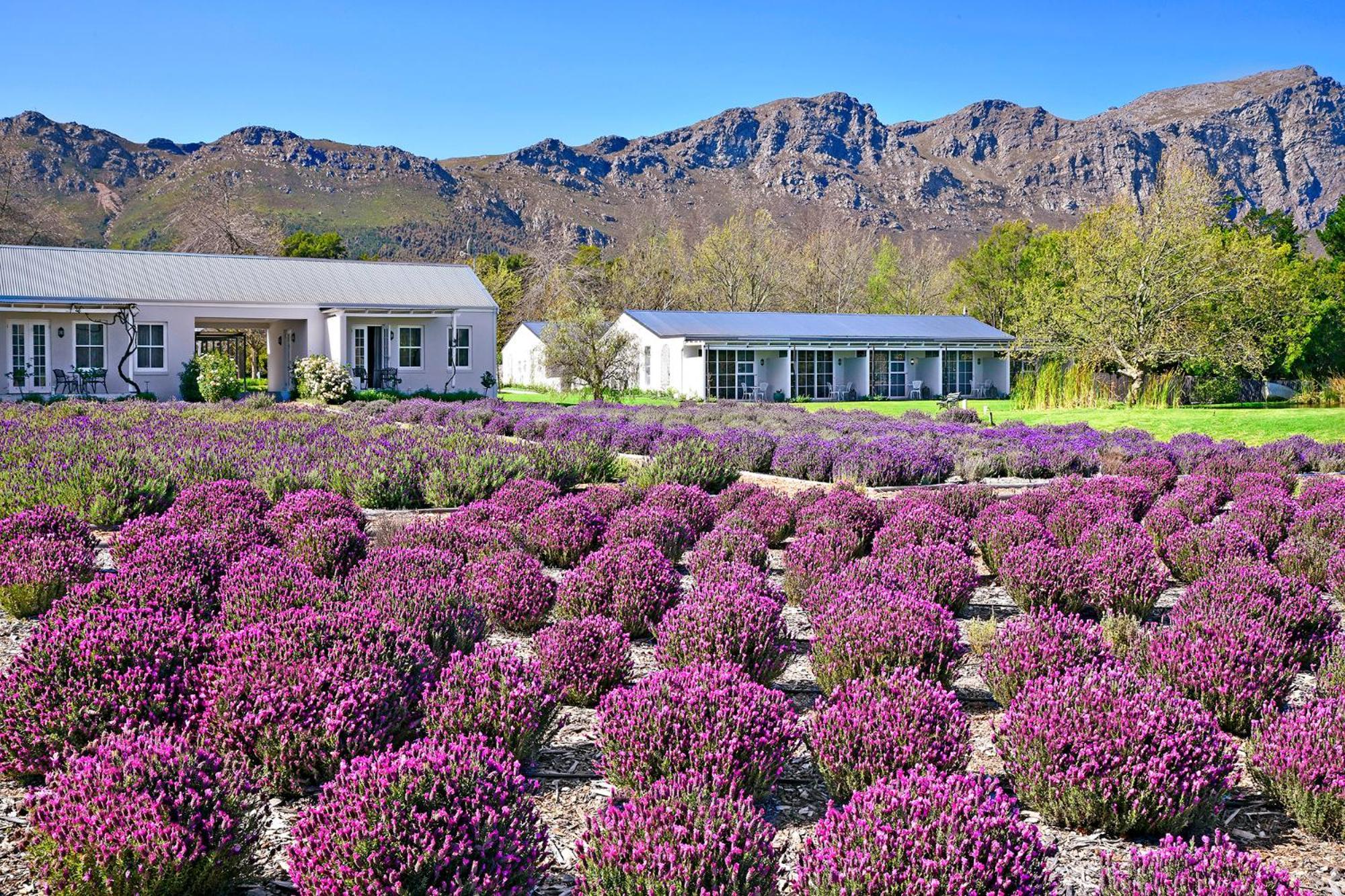 Lavender Farm Boutique Guest House 프란쉬후크 외부 사진