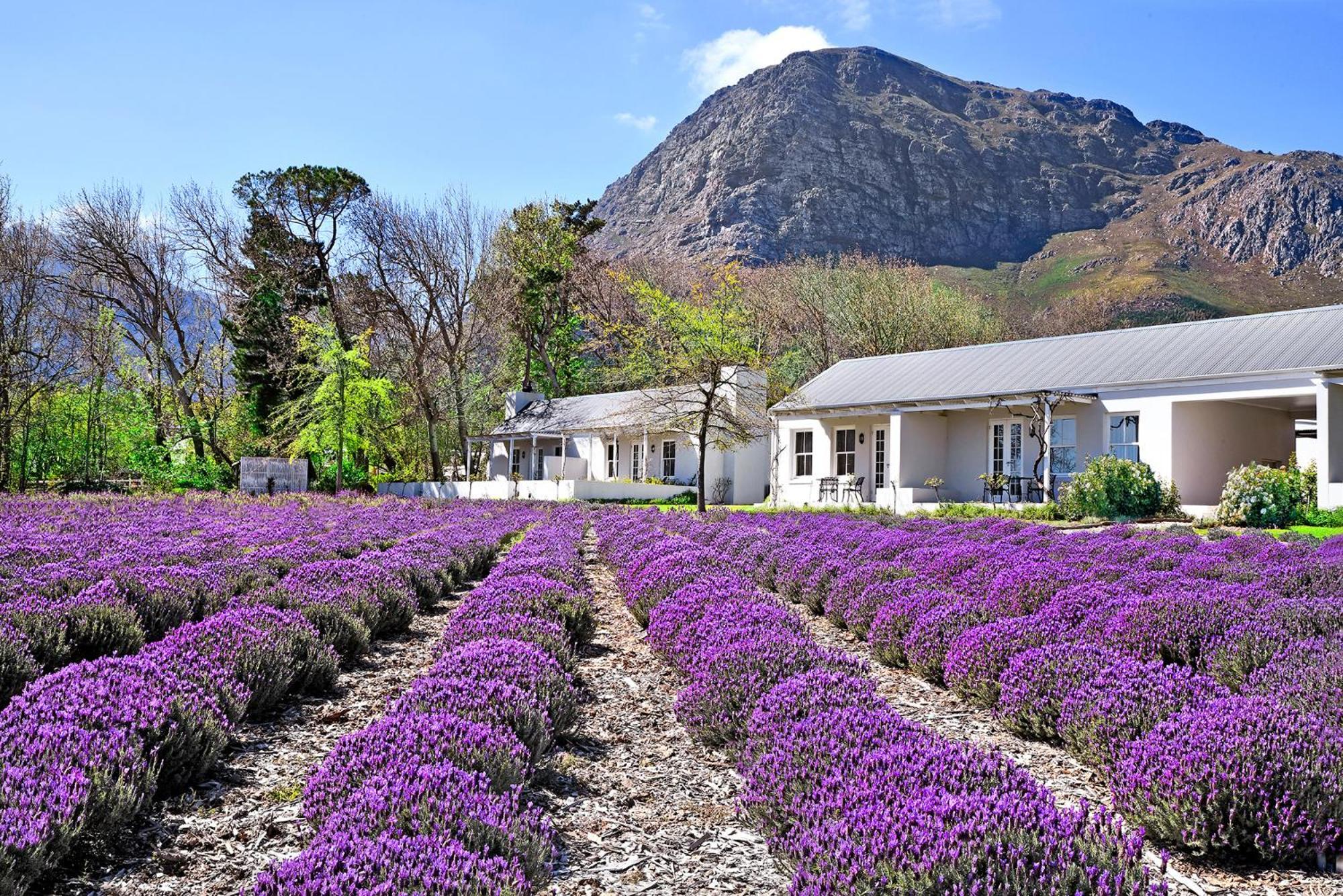 Lavender Farm Boutique Guest House 프란쉬후크 외부 사진